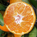 2021 New Crop China Fresh Sweet Juicy Citrus Mandarin Orange